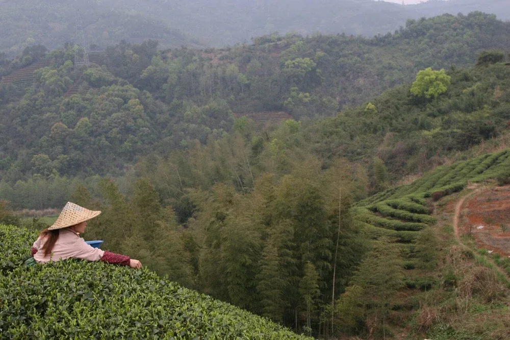 Fuding, Fujian ... The home of Chinese white tea 2 image 15 png - C J Global Newspaper