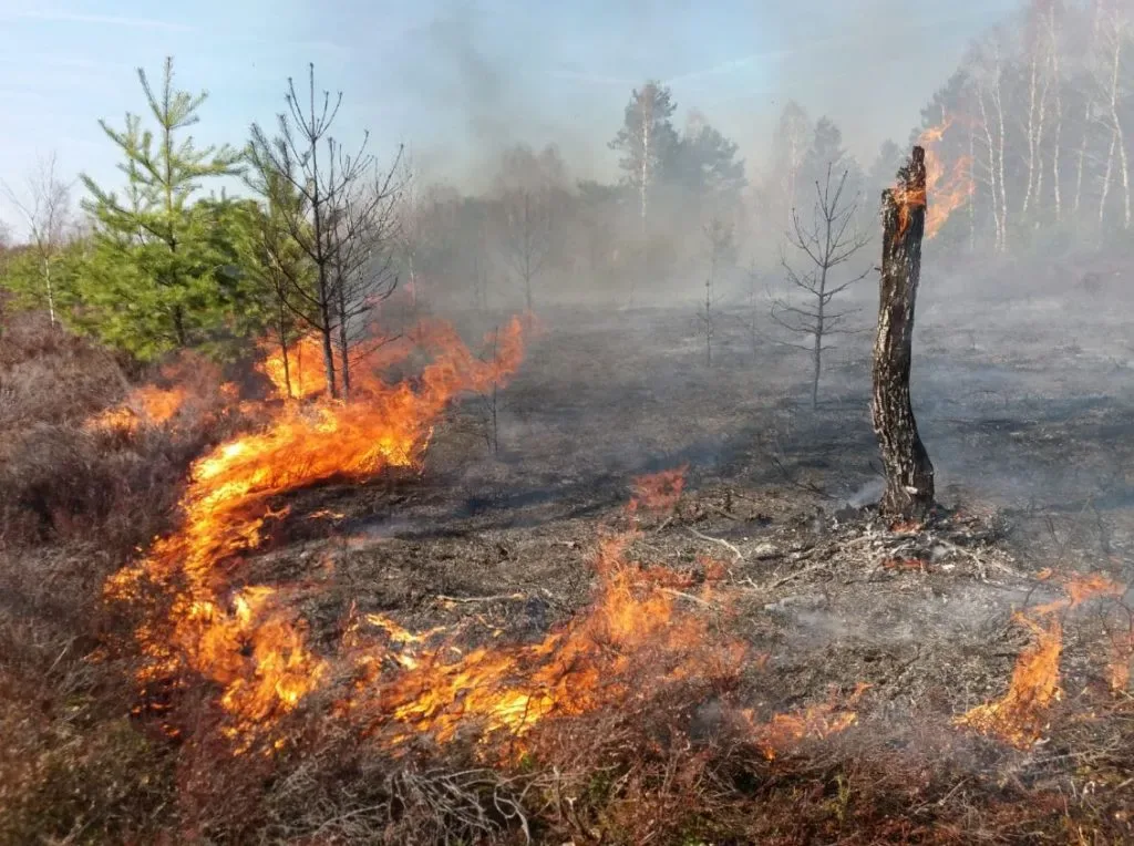 Climate Change: Urgent Action Needed as Global Reports Highlight Alarming Trends 3 image 64 - C J Global Newspaper