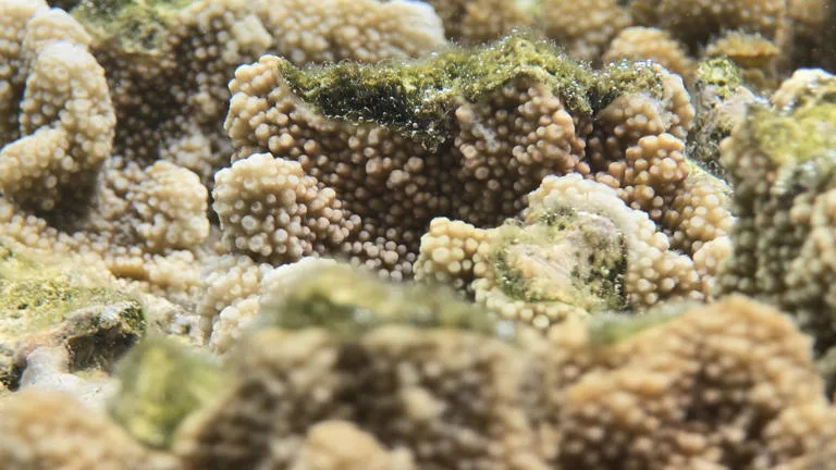 Samsung phones are helping to save coral reefs. 1 coral - C J Global Newspaper
