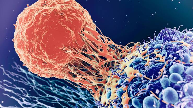 Pancreatic Cancer Risk Linked to Alcohol Consumption, Says New UN Study 5 IMG 7961 - C J Global Newspaper