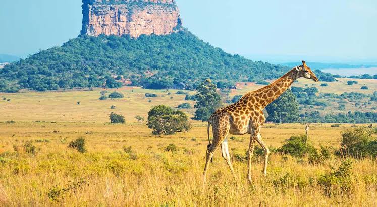 South Africa ; the land of impossible.A Journey Through Stunning Landscapes and Vibrant Cultures" 4 IMG 8007 - C J Global Newspaper