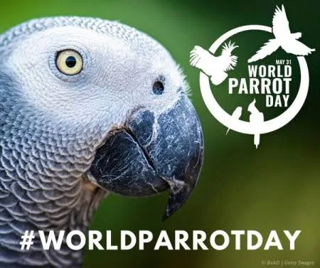 Vibrant Feathers and Sweet Treats: Celebrating World Parrot Day and National Macaroon Day 1 IMG 8194 - C J Global Newspaper
