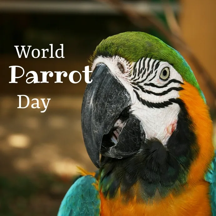 Vibrant Feathers and Sweet Treats: Celebrating World Parrot Day and National Macaroon Day 2 IMG 8195 - C J Global Newspaper