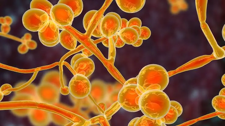 Deadly Candida auris Fungus Spreads in UK, Raises Global Health Concerns 2 IMG 8282 - C J Global Newspaper