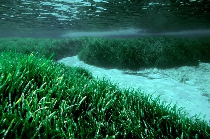 Singapore's Seagrasses Revealed as Carbon Storage Powerhouses 1 IMG 8338 - C J Global Newspaper