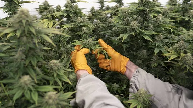 Cannabis Use Surges Among Older Americans, Study Finds 2 IMG 8749 - C J Global Newspaper
