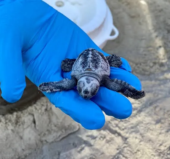 Kenyan NGO Races Against Time to Save Sea Turtles from Extinction 4 image 10 - C J Global Newspaper