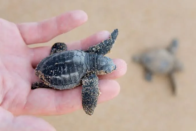 Kenyan NGO Races Against Time to Save Sea Turtles from Extinction 5 image 11 - C J Global Newspaper