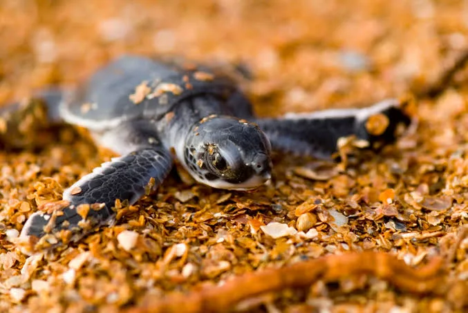 Kenyan NGO Races Against Time to Save Sea Turtles from Extinction 6 image 12 - C J Global Newspaper