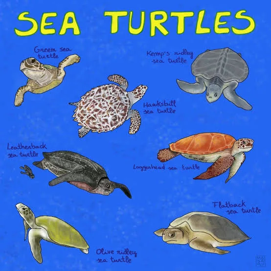 Kenyan NGO Races Against Time to Save Sea Turtles from Extinction 7 image 14 - C J Global Newspaper