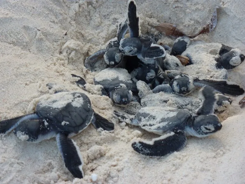 Kenyan NGO Races Against Time to Save Sea Turtles from Extinction 1 image 5 - C J Global Newspaper