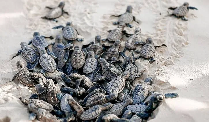 Kenyan NGO Races Against Time to Save Sea Turtles from Extinction 2 image 6 - C J Global Newspaper