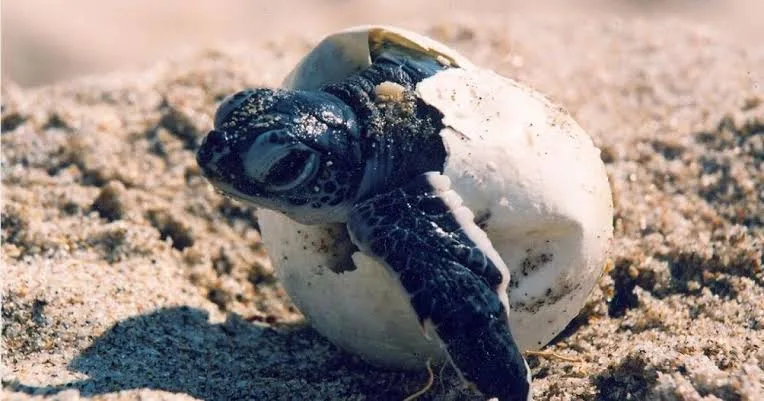 Kenyan NGO Races Against Time to Save Sea Turtles from Extinction 3 image 8 - C J Global Newspaper